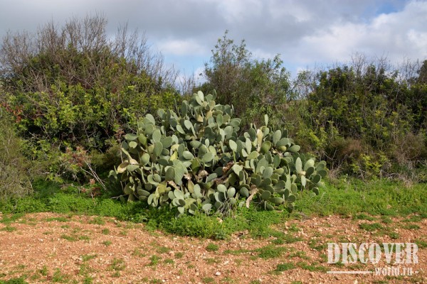 После небольшого музея дорога к мегалитам идет мимо таких пейзажей