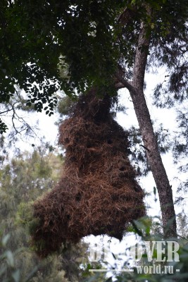  Большое гнездо птиц