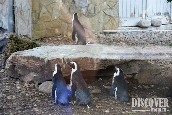 Домик пингвинов