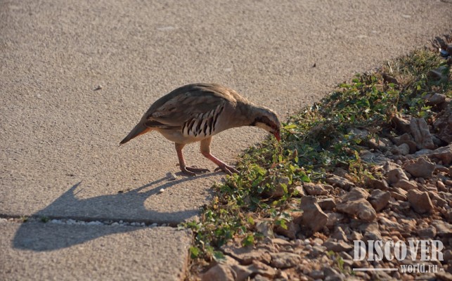 Такие птички ходят вокруг