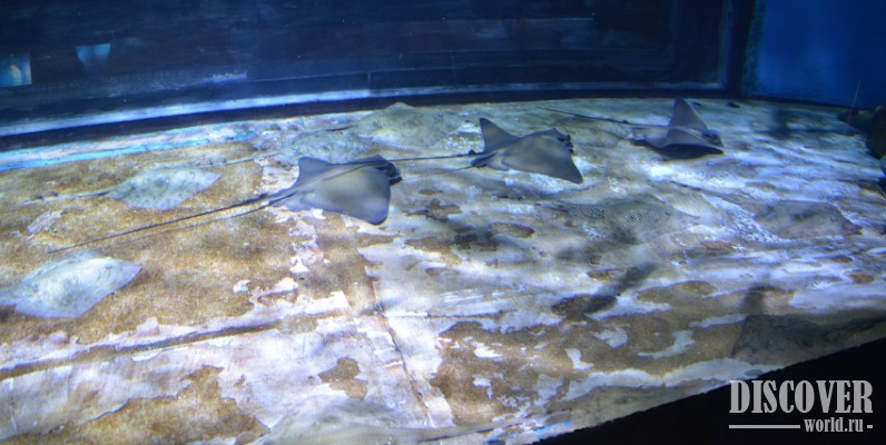 Угадайте, сколько тут рыб? (подсказка: намного больше 3)