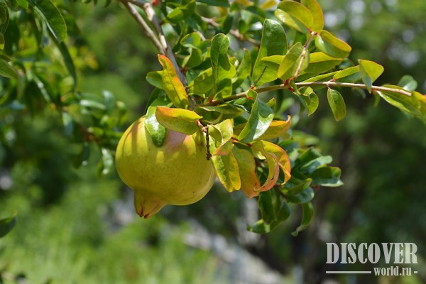 Плоды граната