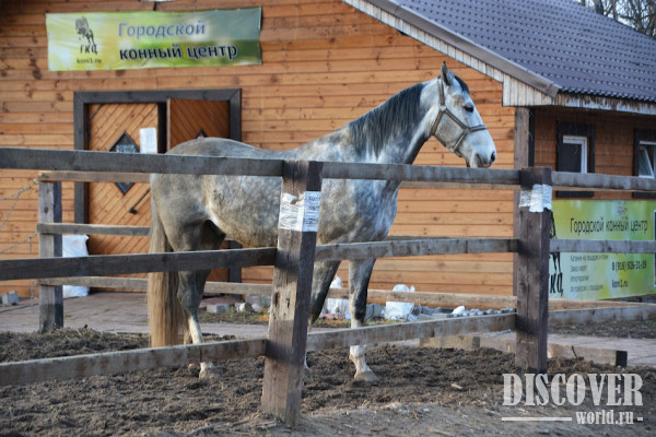 В парке находится городской конный центр