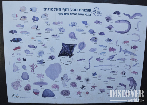 Виды морских обитателей