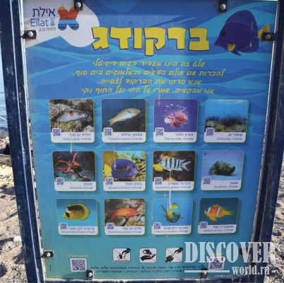 Обитатели моря