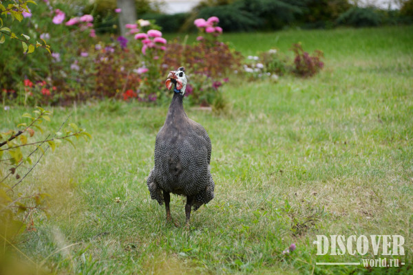 На территории можно встретить различную живность